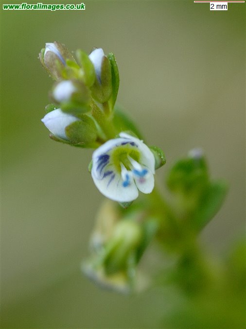 Veronica serpyllifolia