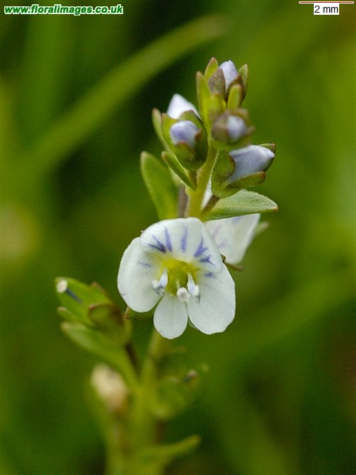 Veronica serpyllifolia