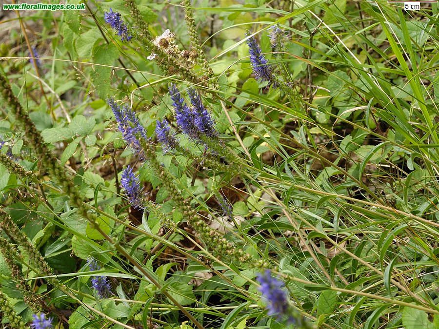 Veronica spicata