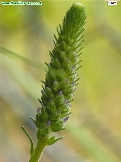 Veronica spicata