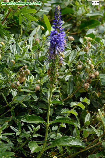 Veronica spicata