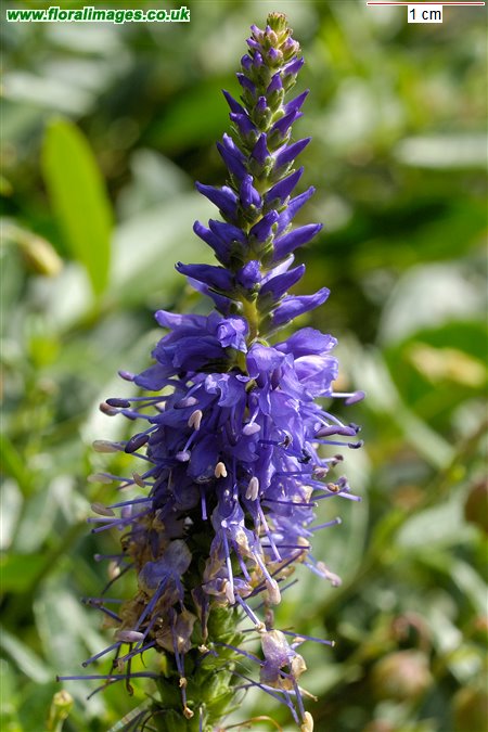 Veronica spicata