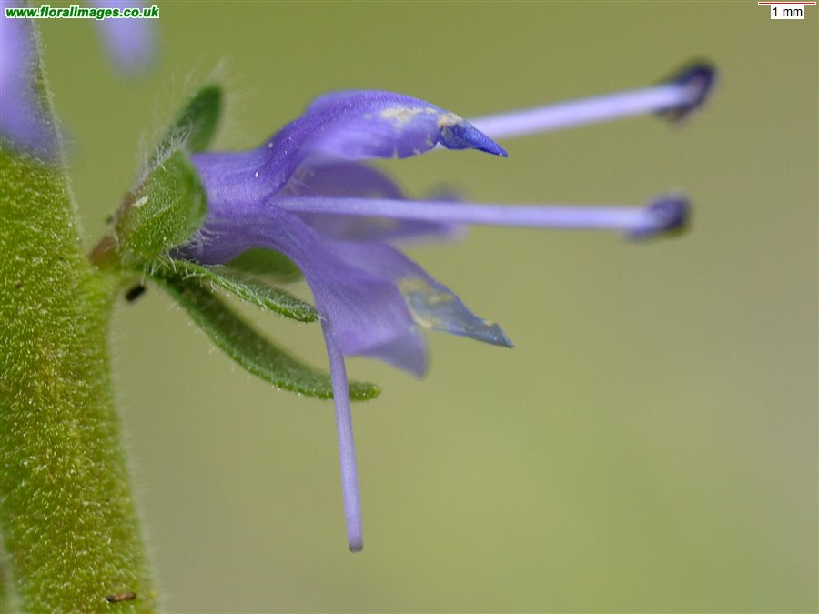 Veronica spicata