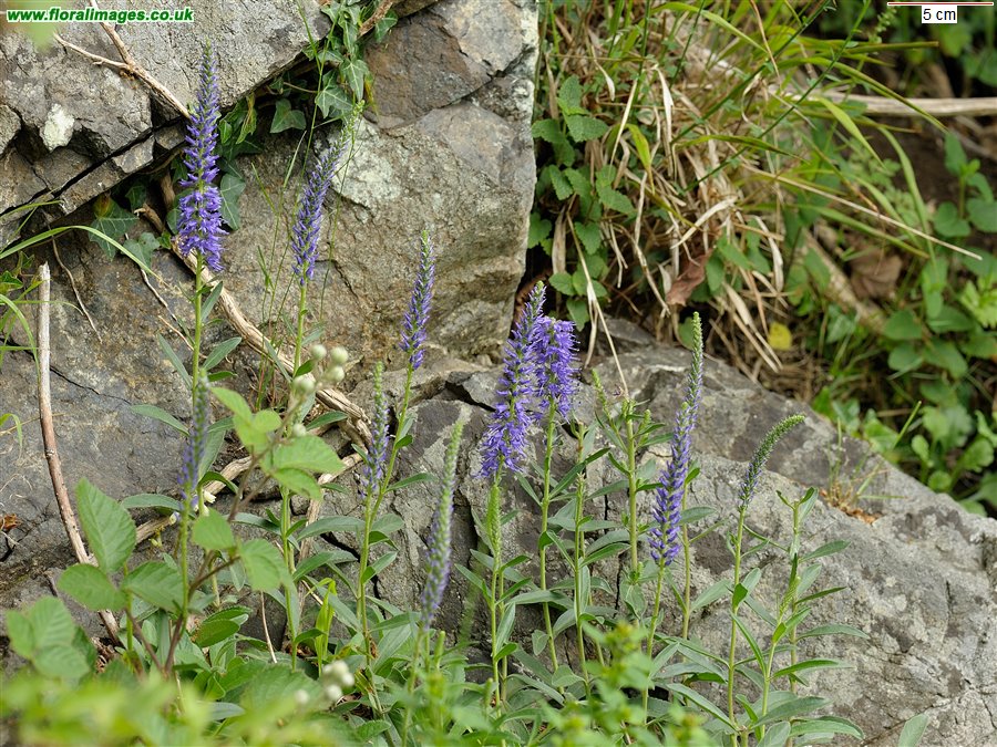 Veronica spicata