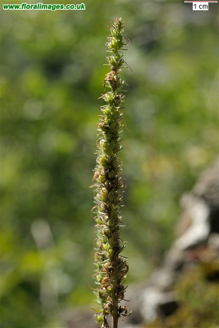 Veronica spicata