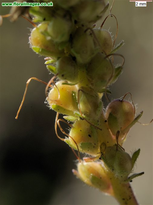 Veronica spicata