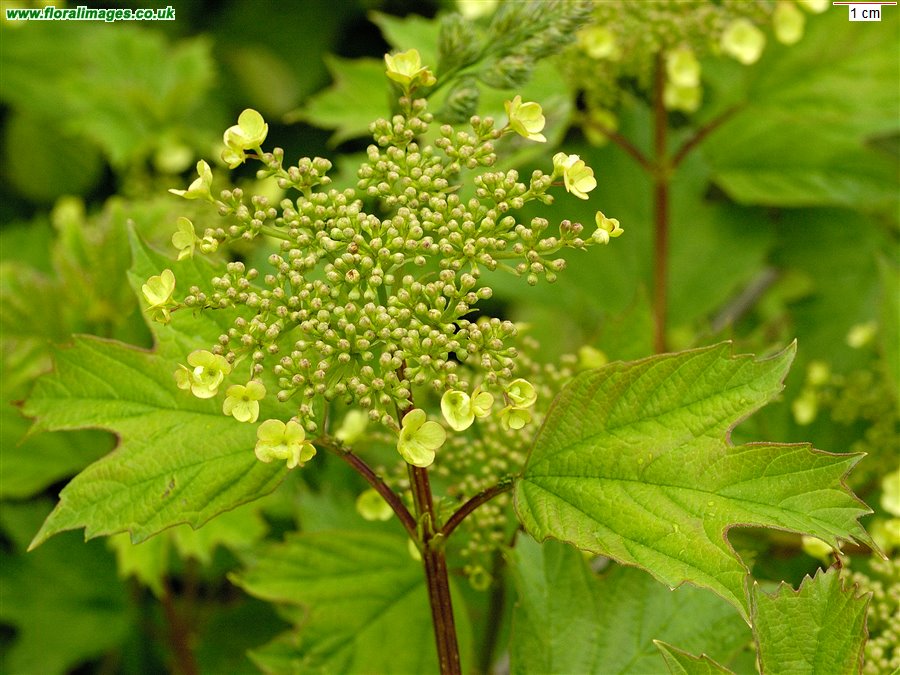 Viburnum opulus