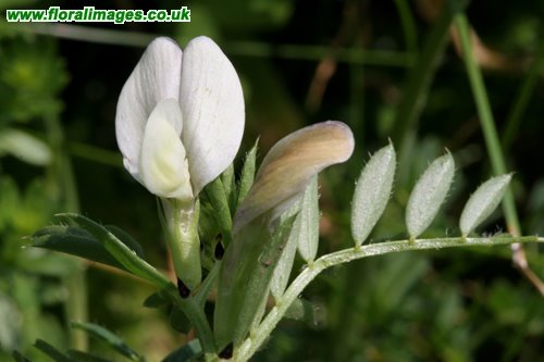 Vicia lutea