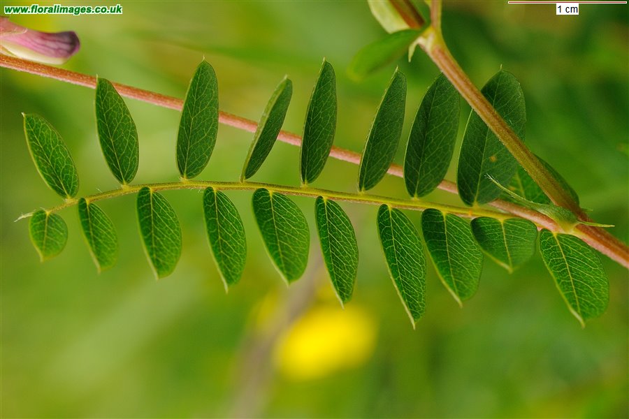 Vicia orobus