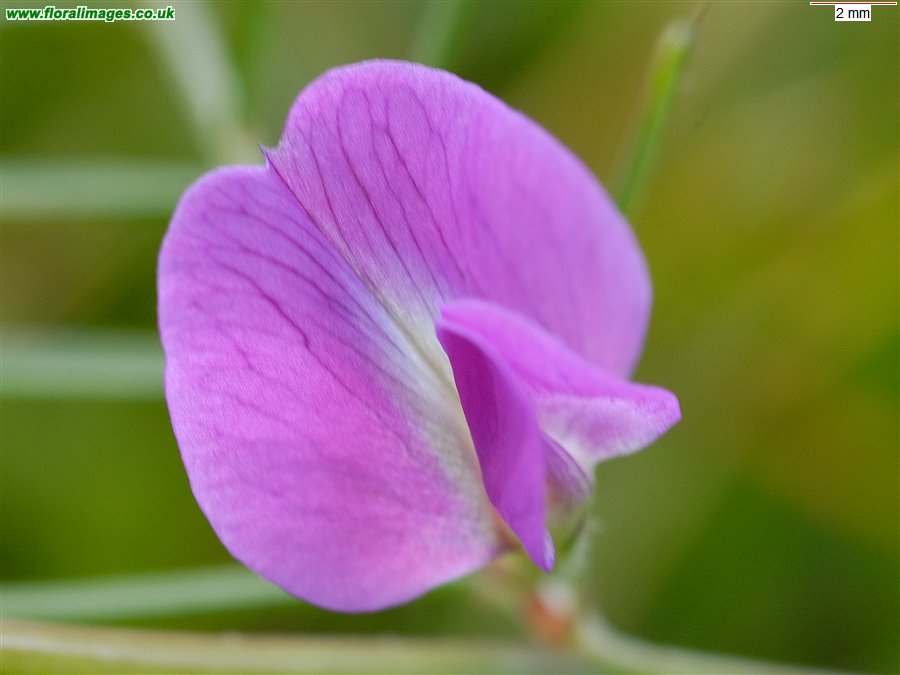 Vicia sativa