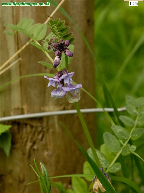 Vicia sepium