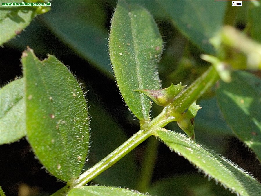 Vicia sepium