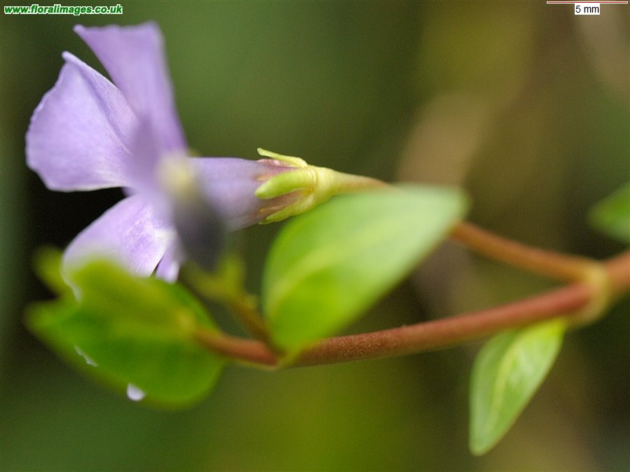 Vinca minor