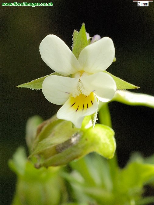 Viola arvensis