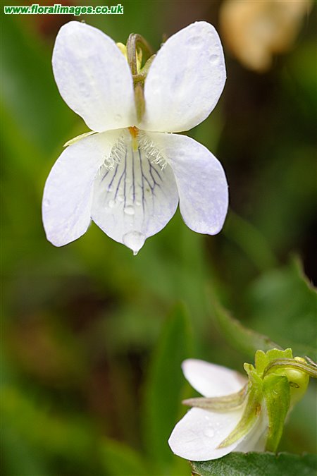 Viola lactea