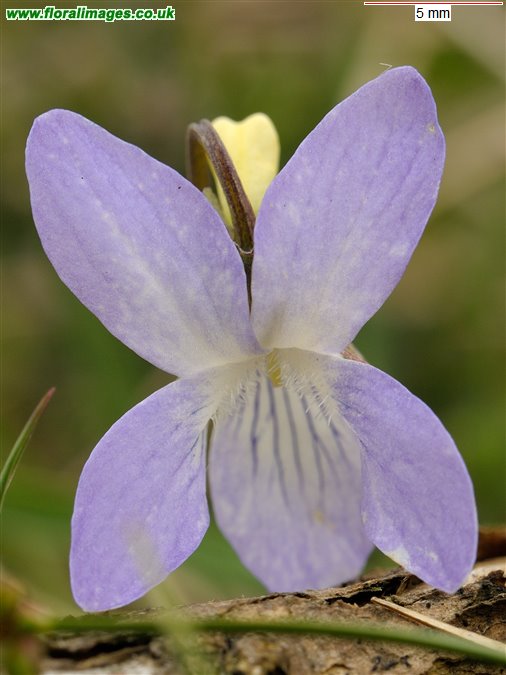 Viola lactea
