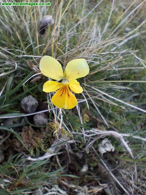 Viola lutea