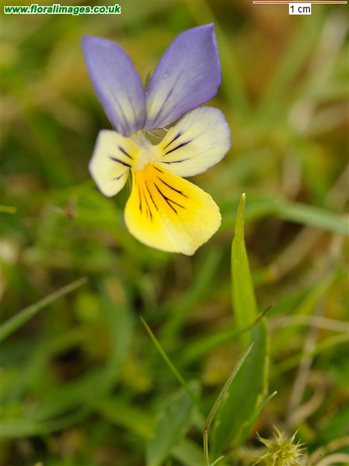 Viola lutea