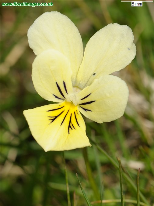 Viola lutea
