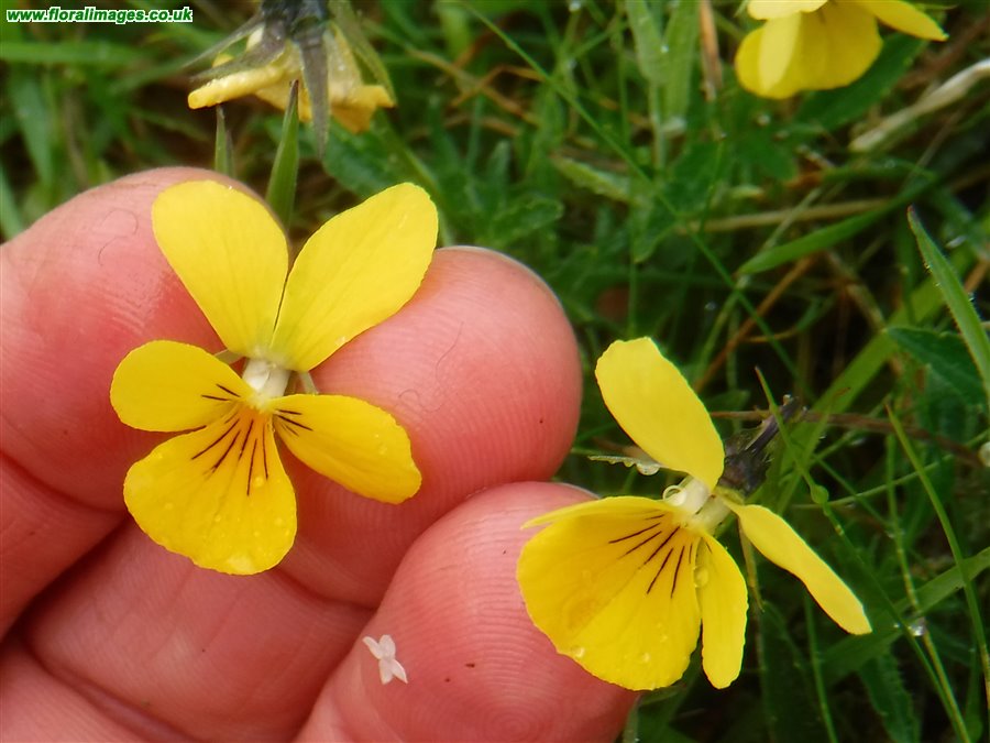 Viola lutea