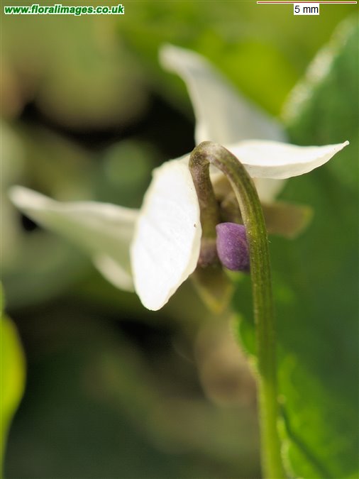 Viola odorata