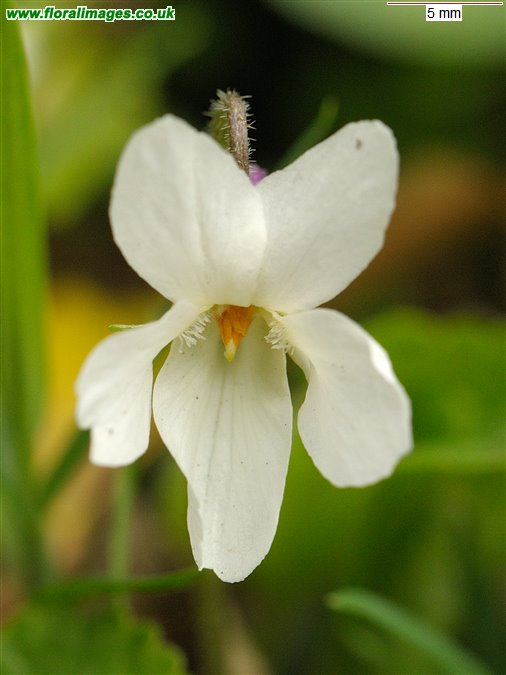 Viola odorata