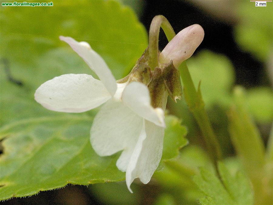 Viola odorata