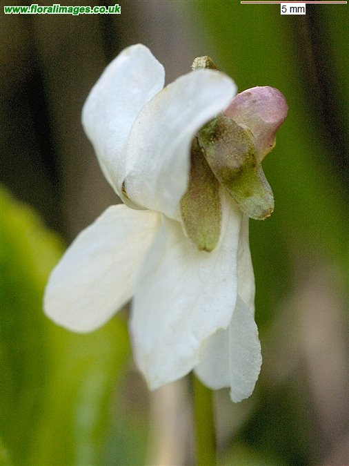Viola odorata