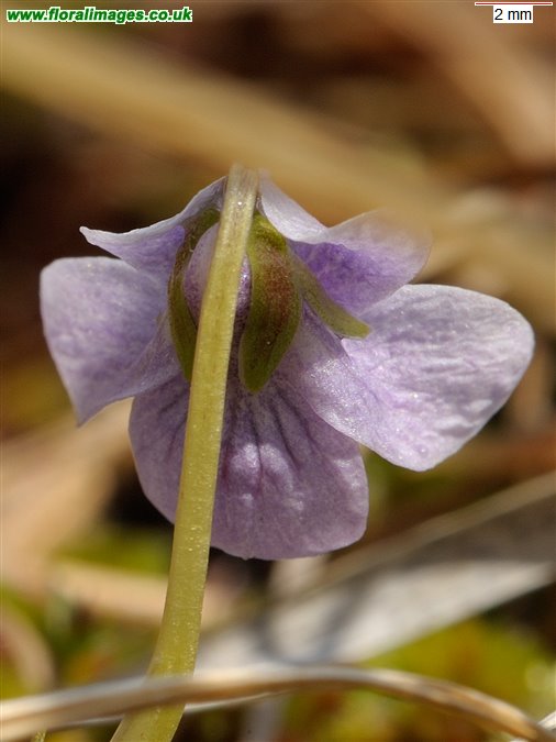 Viola palustris