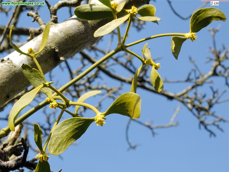 Viscum album