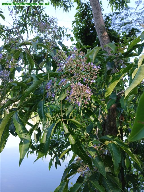 Vitex negundo
