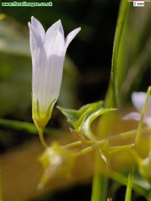 Wahlenbergia hederacea