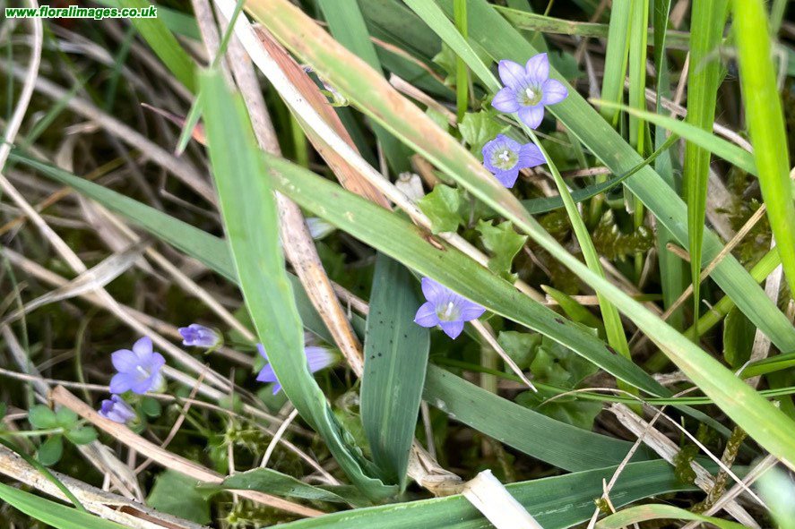 Wahlenbergia hederacea