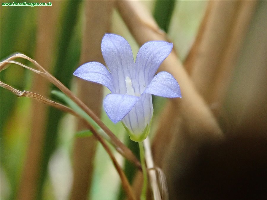 Wahlenbergia hederacea