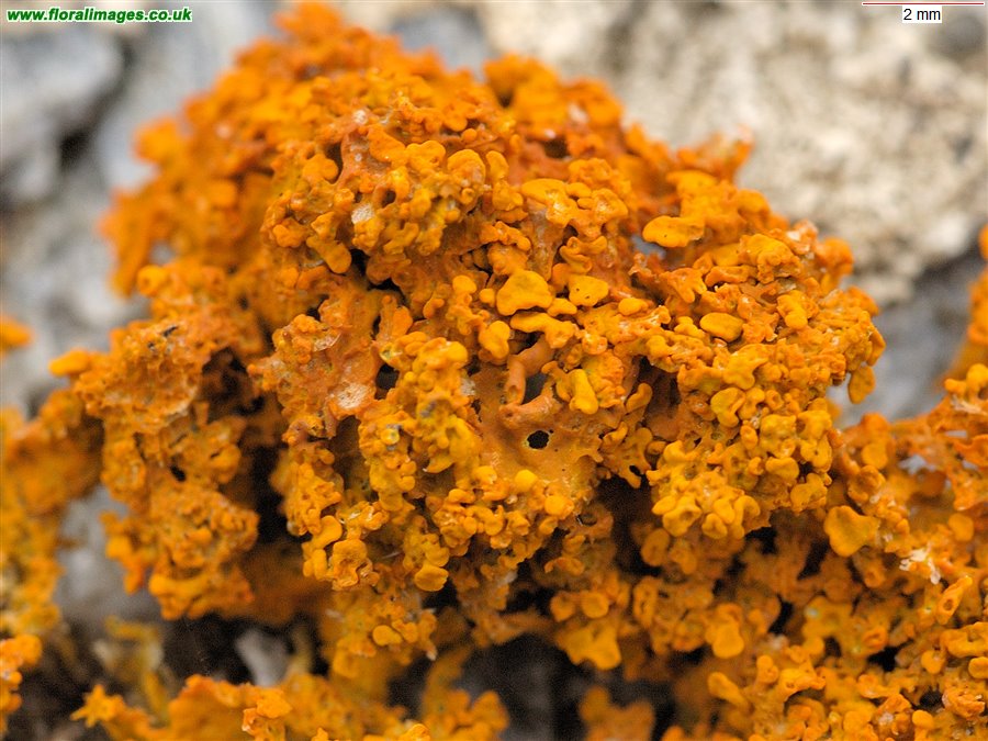 Xanthoria parietina