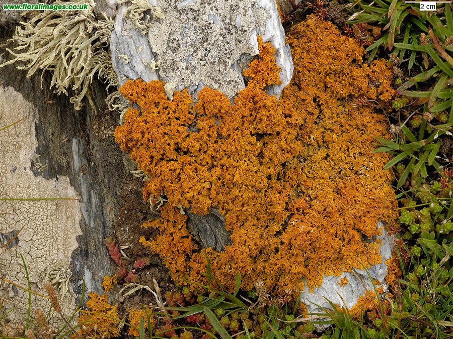 Xanthoria parietina