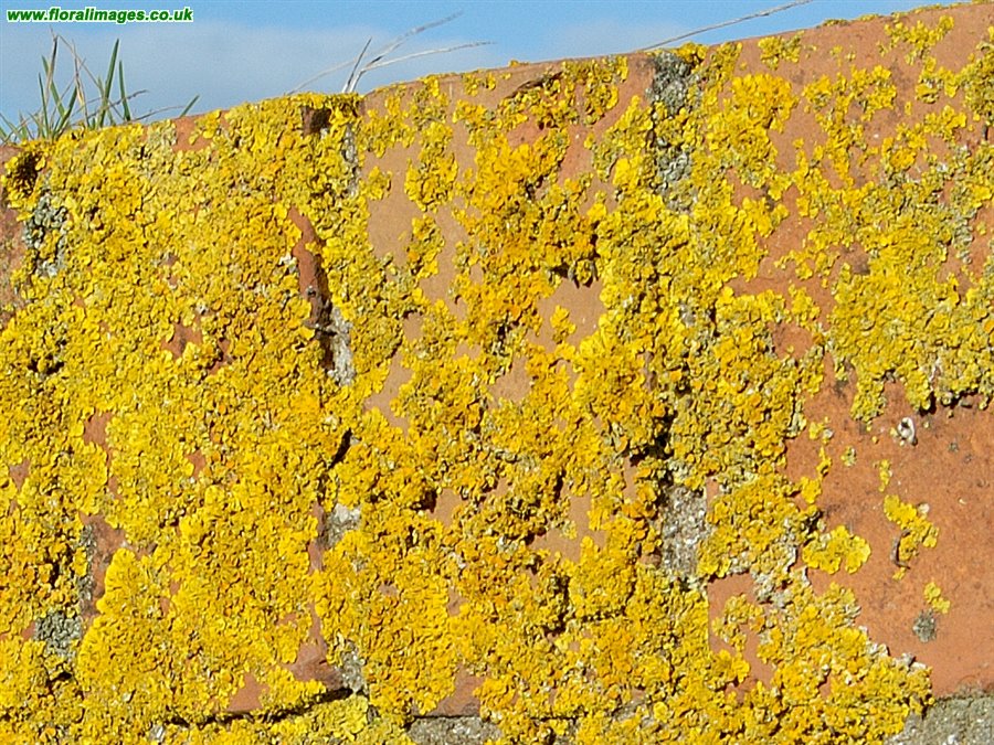 Xanthoria parietina