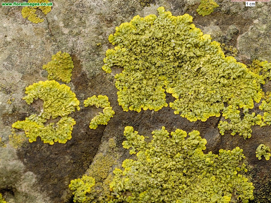 Xanthoria sp.