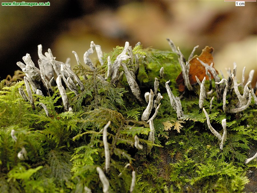 Xylaria hypoxylon