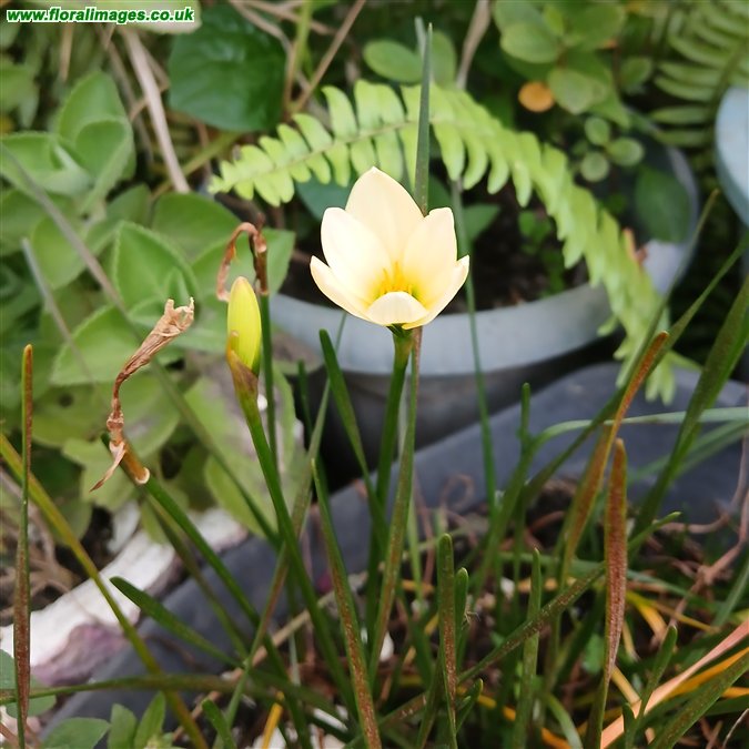 Zephyranthes candida