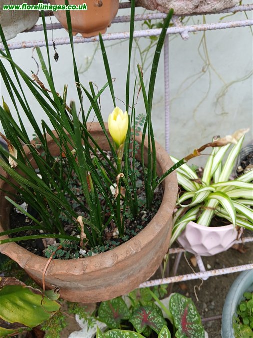 Zephyranthes candida