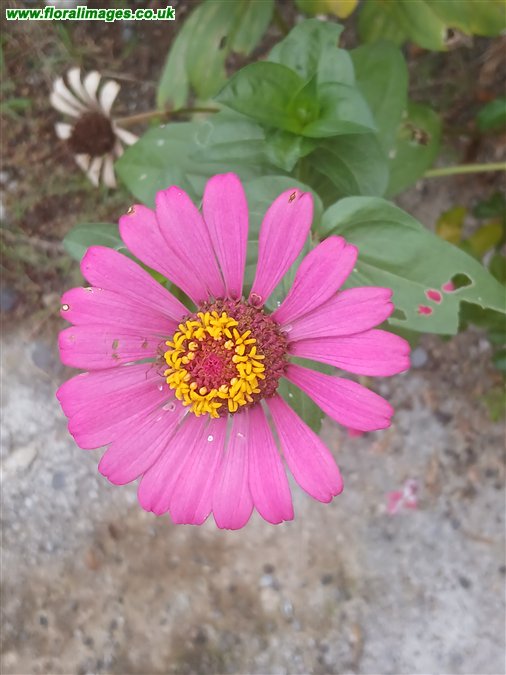 Zinnia peruviana