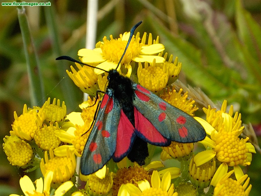 Zygaena filipendulae