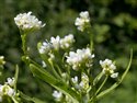 Armoracia rusticana