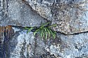 Maidenhair Spleenwort