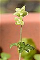 Moschatel