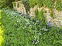 Three-cornered Garlic