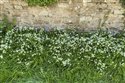 Allium triquetrum