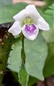 Asystasia intrusa