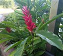 Alpinia purpurata